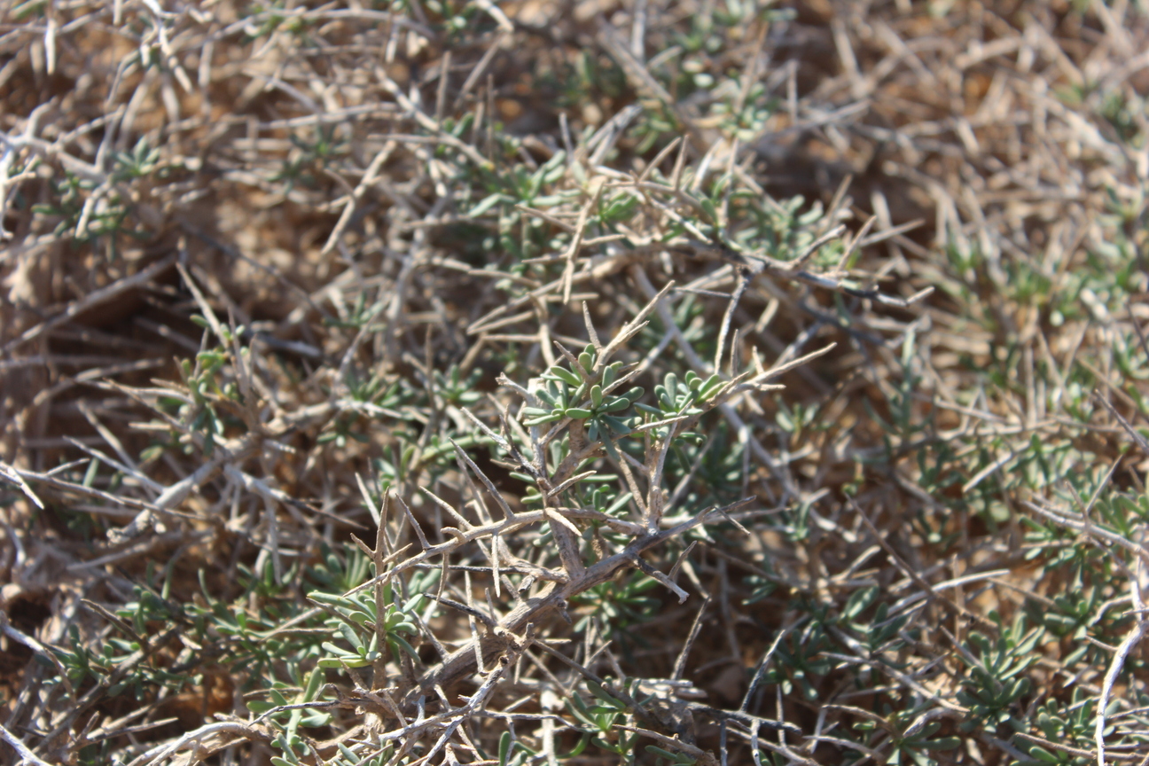 Plant Image